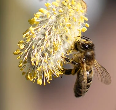 Attracting Pollinators