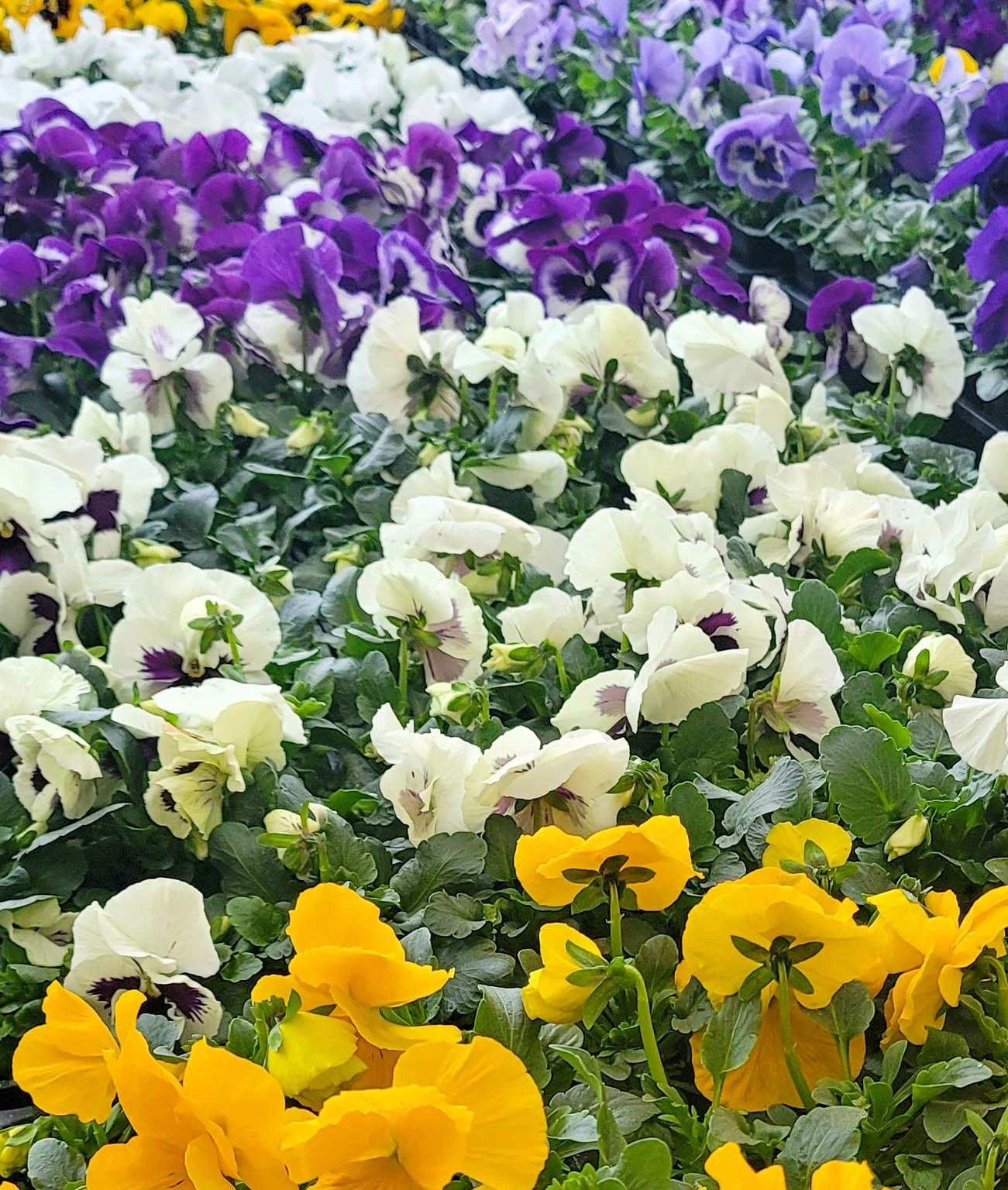 Pansies