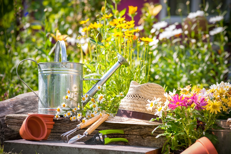 15 gardening tips for July