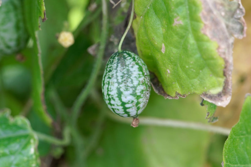 3 under-rated fruit and vegetables to grow