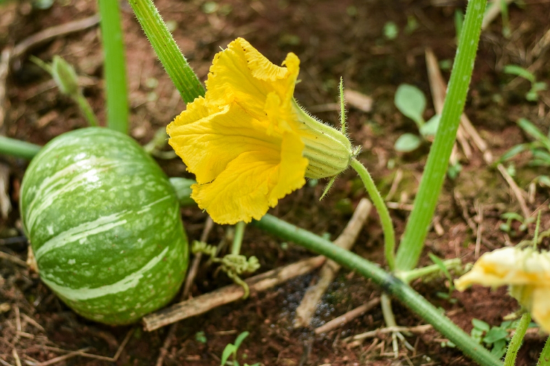 Growing pumpkins for a tasty fall harvest