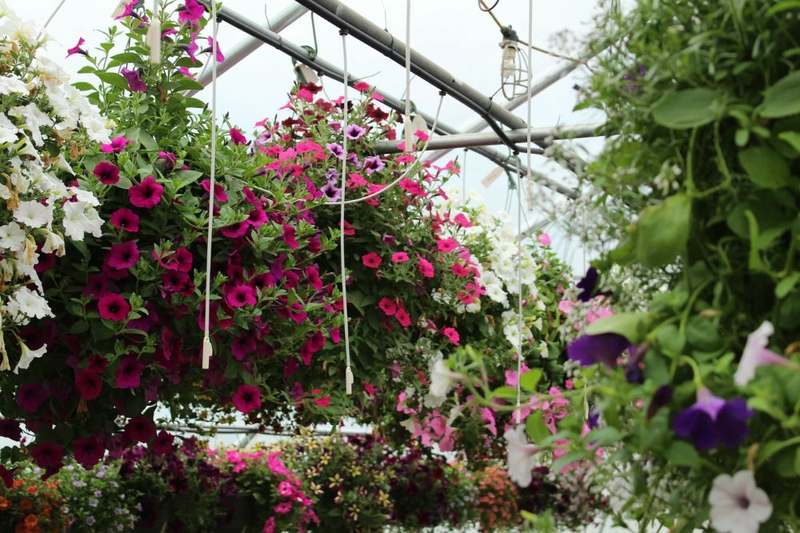 Watering hanging baskets
