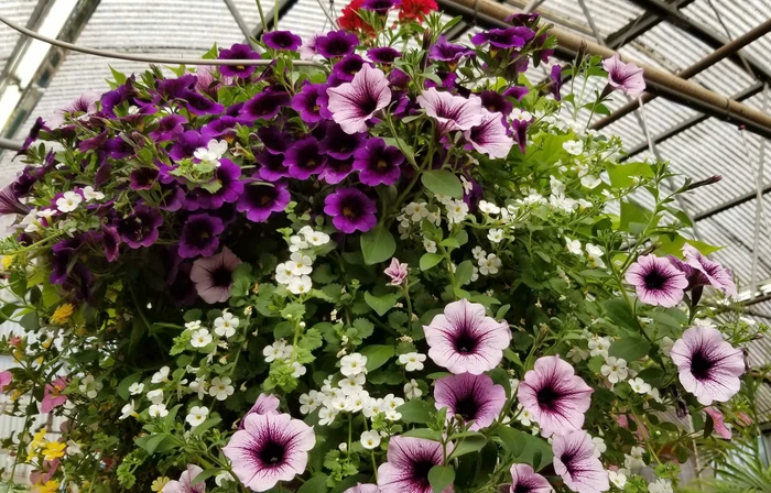 Hanging Baskets