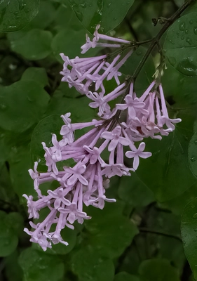 Spring at Homestead Nurseryland & Florist