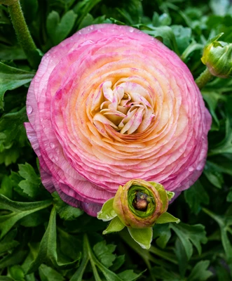 Spring at Homestead Nurseryland & Florist