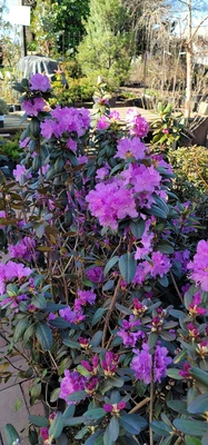 Spring at Homestead Nurseryland & Florist