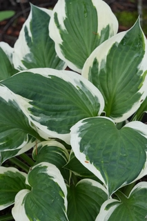 Perennial Plants and Flowers