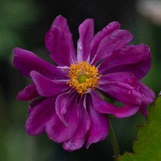 Perennial Plants and Flowers