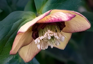 Perennial Plants and Flowers