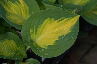 Perennial Plants and Flowers