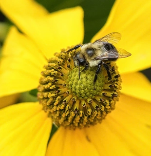 Perennial Plants and Flowers