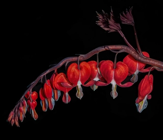 Perennial Plants and Flowers