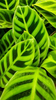 Indoor plants