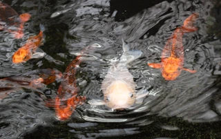 Water garden supplies